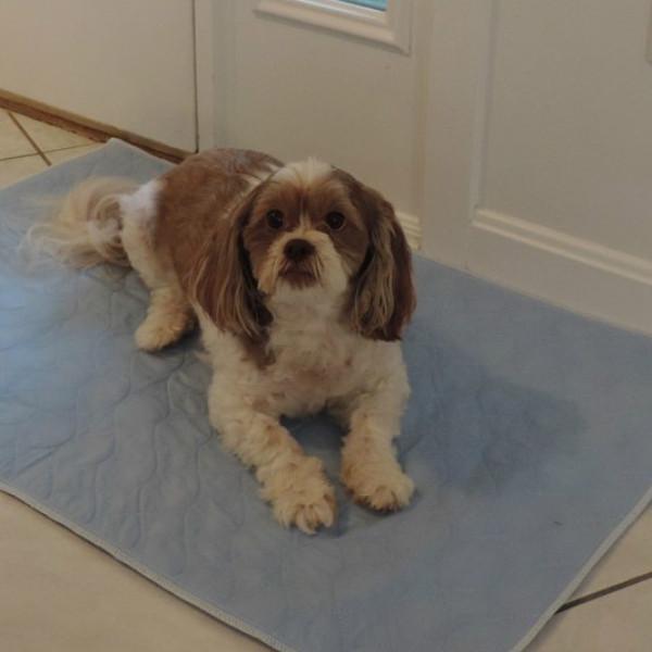 PersonallyPaws.com 18x24 Plaid print washable dog potty wee wee pee pads