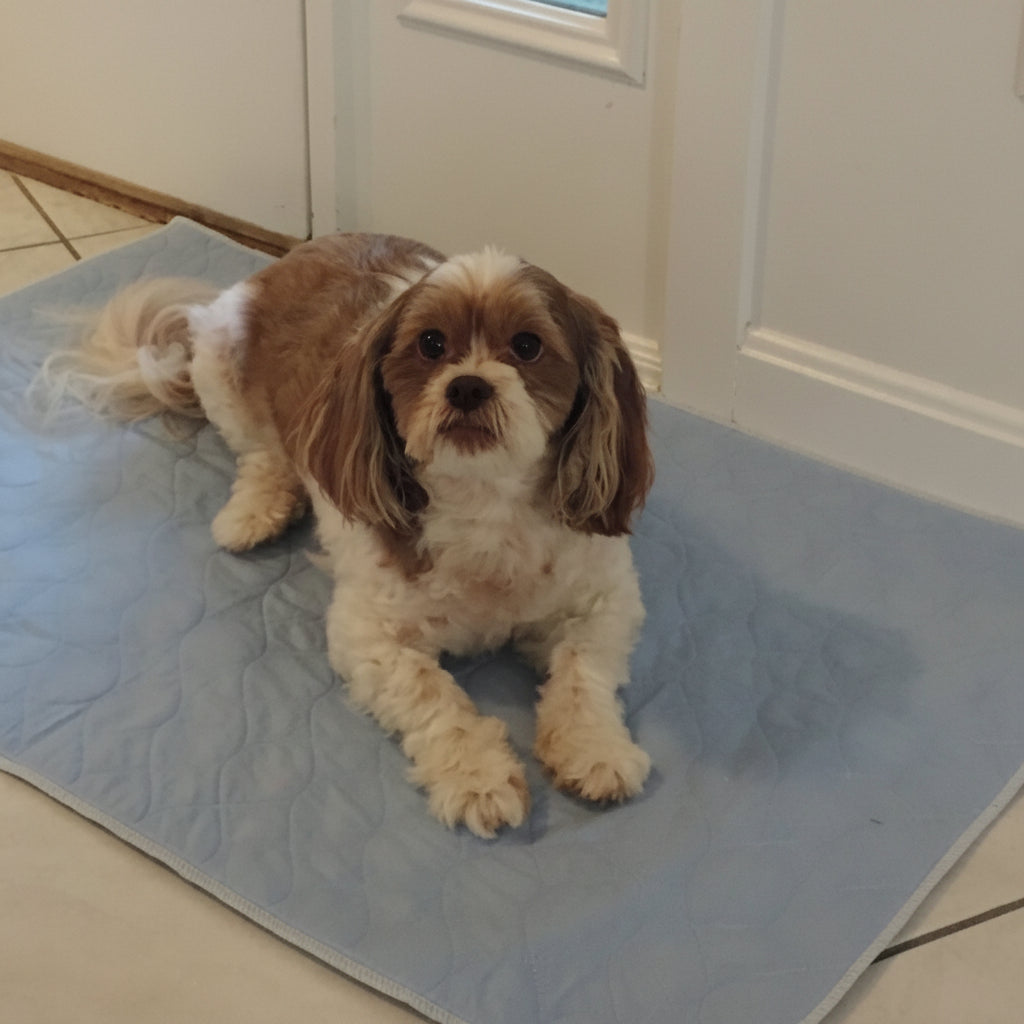 PersonallyPaws.com Indicator blue washable dog potty wee wee pee pads