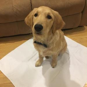 3Pk 34x36 Regular Washable Puppy Potty Pads