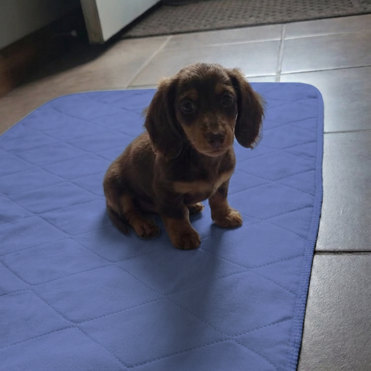 Blue Indicator Washable Puppy Pee Pads