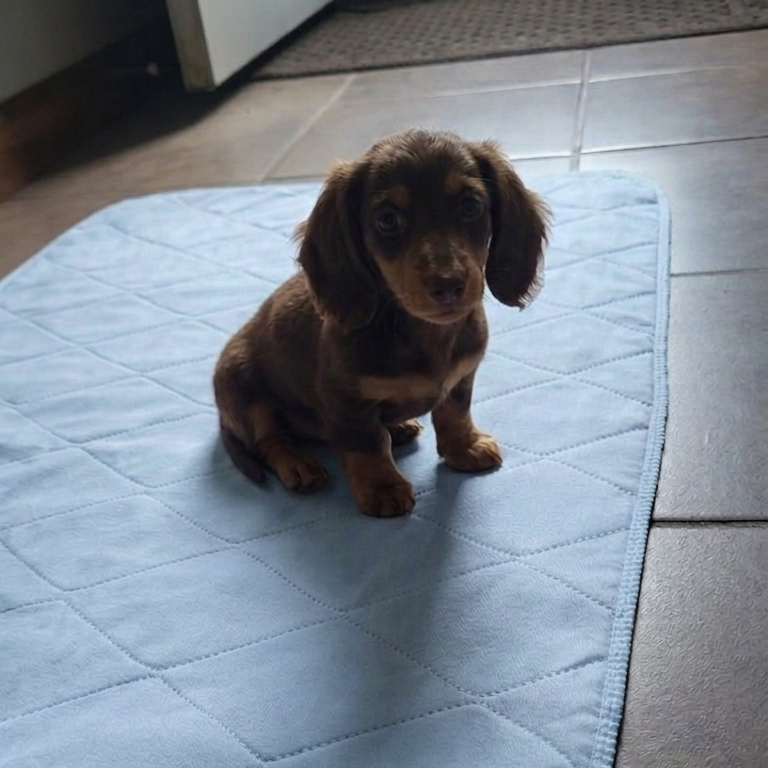 12Pk 18x24 Less than Perfect Washable Puppy Pads |Free Shipping