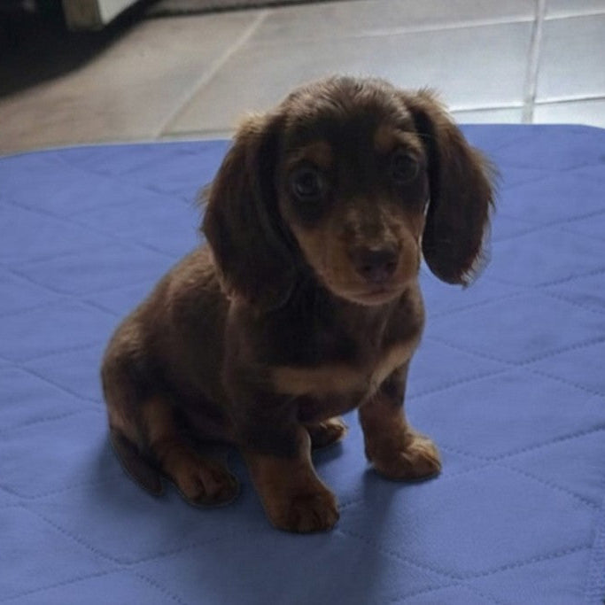 Washable Reusable Pet Puppy Potty Pee Pads