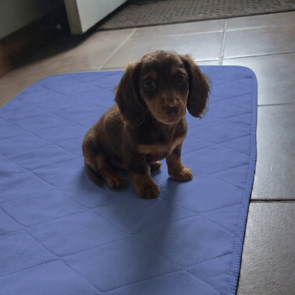 Blue Indicator Puppy Pad