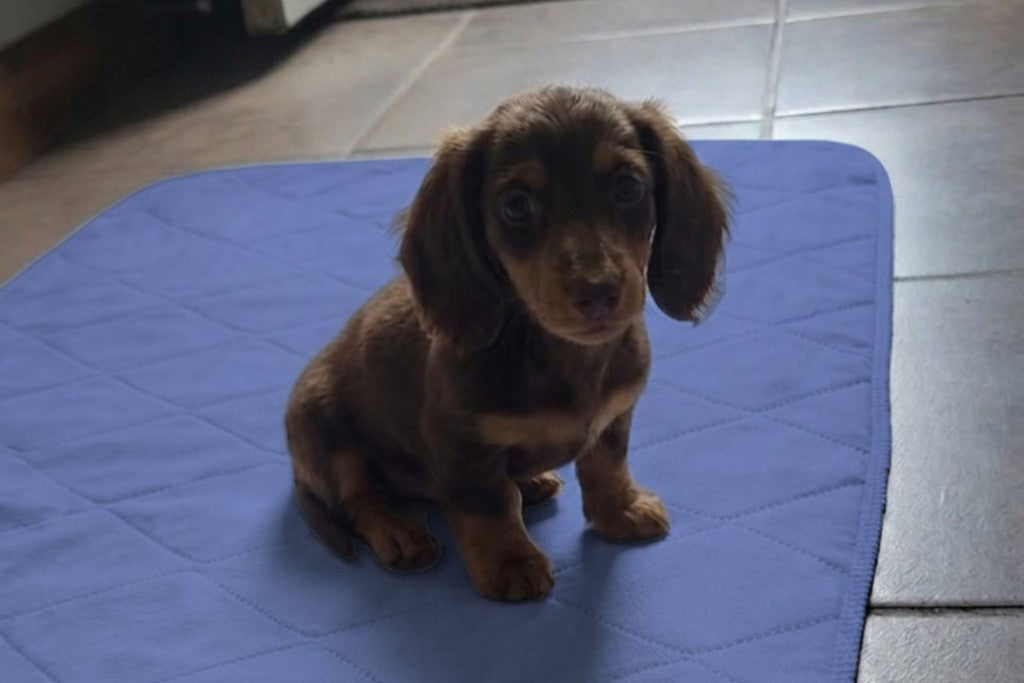 Washable Reusable Pet Puppy Potty Pee Pads