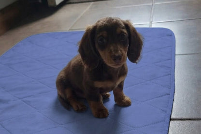 Washable Reusable Pet Puppy Potty Pee Pads