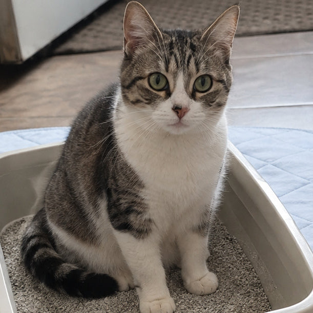 cat litter box floor protection with washable potty pet pads from Personallypaws