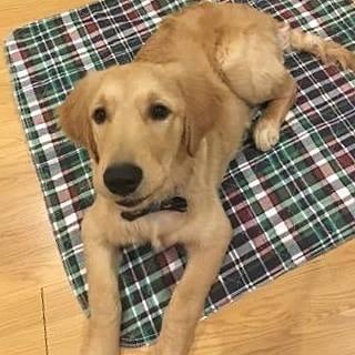 35x72 Blue Plaid Washable Puppy Pads